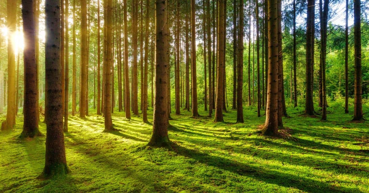 investir dans une foret